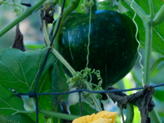 green acorn squash with blossom, courge verte avec fleurs sur une cl&ocirc;ture