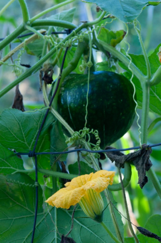 green acorn squash with blossom, courge verte avec fleurs sur une clôture