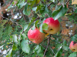 Apples at an abandoned farm, Pommier dans une ferme abandonn&eacute;e