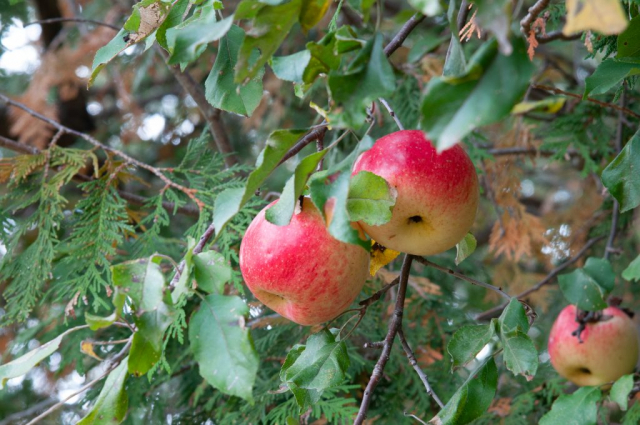 Apples at an abandoned farm, Pommier dans une ferme abandonnée