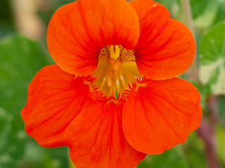 capucine orange, orange nasturtium