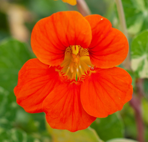 capucine orange, orange nasturtium