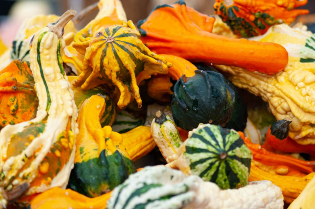 Squash, courges