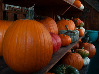 des citrouilles multicolores sur l'&eacute;tag&egrave;re d'un magasin, multicolored pumkins on shop shelf