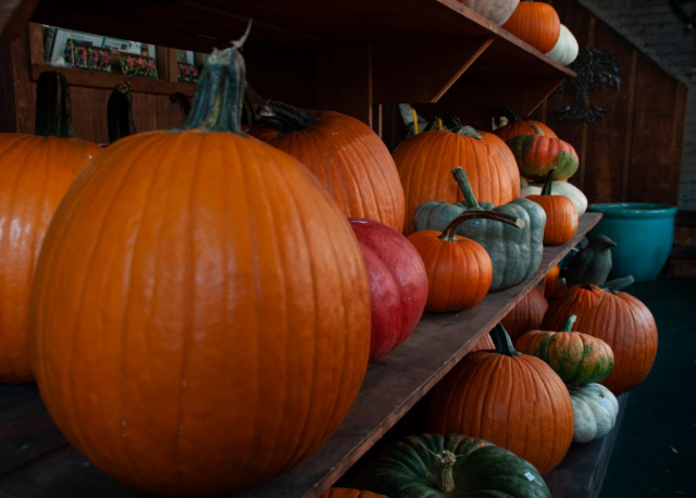 des citrouilles multicolores sur l'étagère d'un magasin, multicolored pumkins on shop shelf