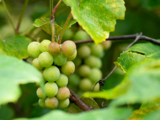 green grapes in garden, raisins verts dans le jardin