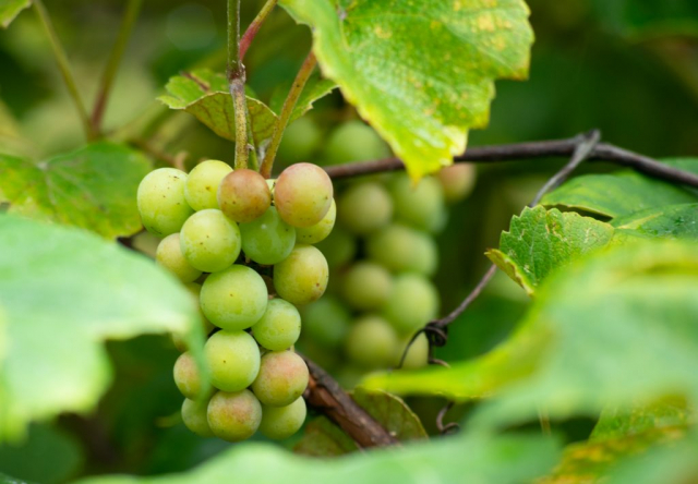 green grapes in garden, raisins verts dans le jardin