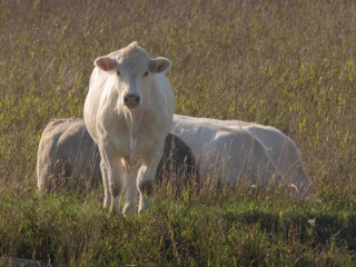 white Charolais cow in field