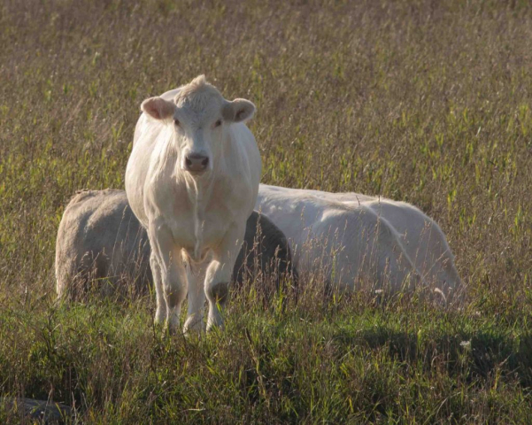 white Charolais cow in field