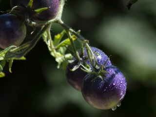 purple tomato, tomate violette, Vilmorin