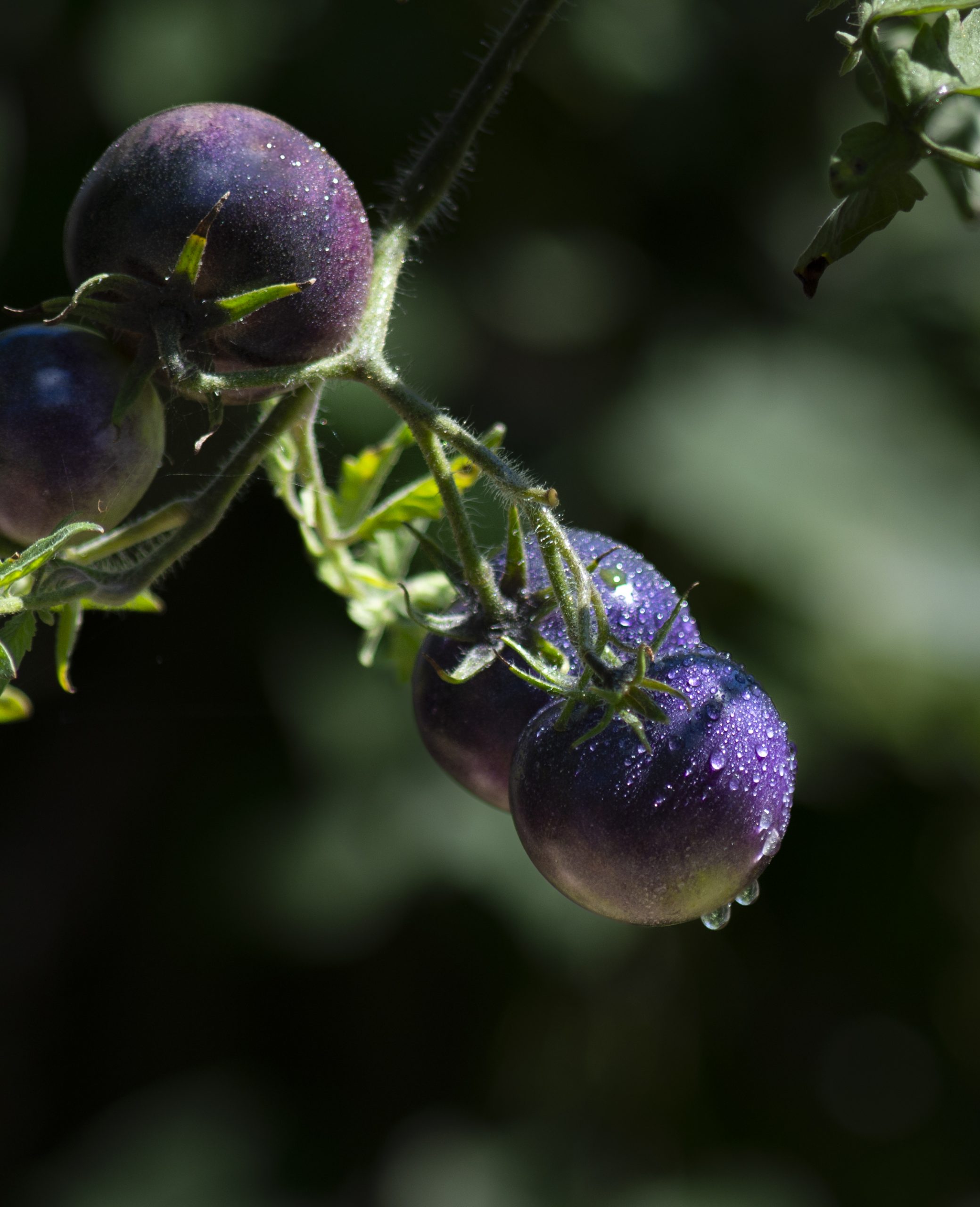 purple tomato, tomate violette, Vilmorin