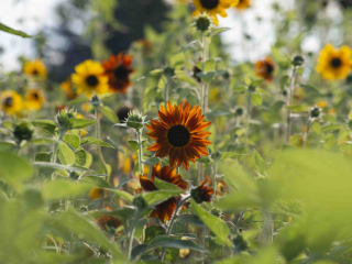 dark orange sunflower in a field of mixed colored sunflowers