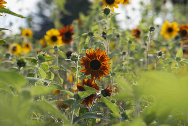 dark orange sunflower in a field of mixed colored sunflowers