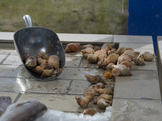 Grandcamp-Maisy Fishmarket, France